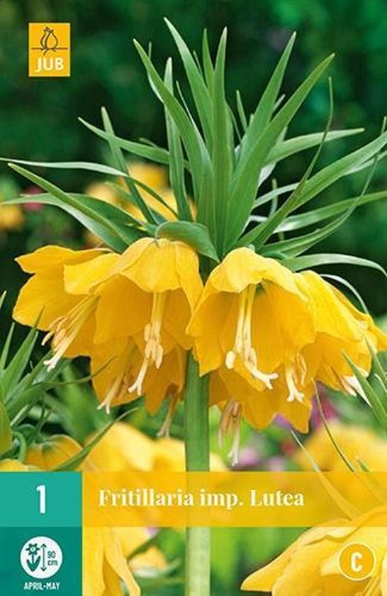 Fritillaria imperialis Lutea met grote gele, hangende bloemen en groene bladeren.