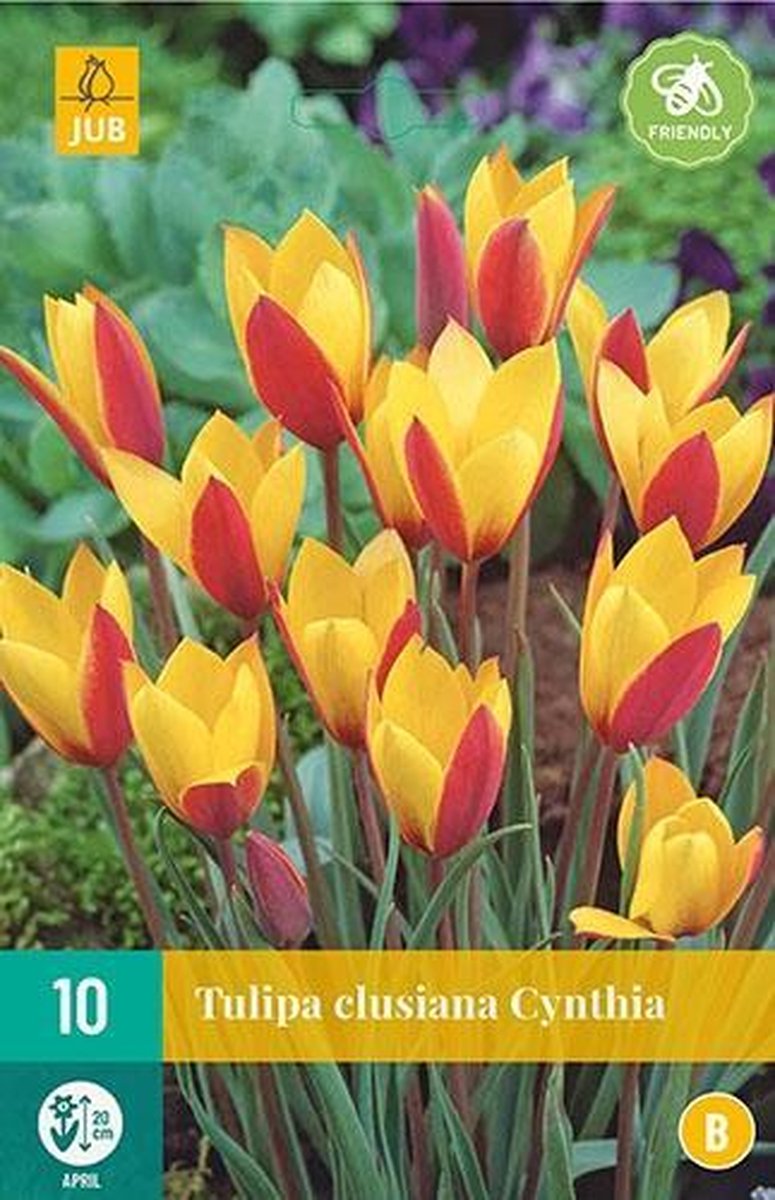 Tulp Clusiana Cynthia