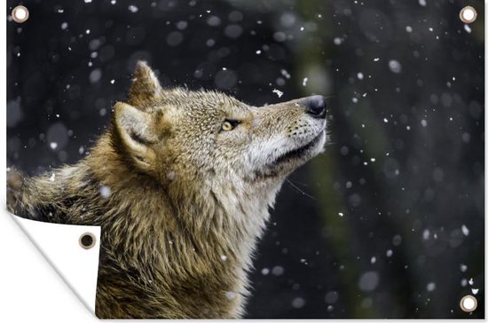 Muurdecoratie Wolf - Sneeuw - Bruin - 180x120 cm - Tuinposter - Tuindoek - Buitenposter
