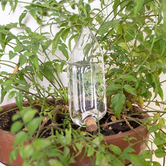 ik betwijfel het Forensische geneeskunde marmeren Kikkerland Bewateringskristal - Makkelijk om consequent planten water te  geven - Glas... | bol.com