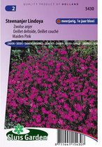Sluis Garden - Steenanjer Lindoya (Dianthus)
