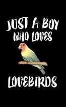 Just A Boy Who Loves Loverbirds