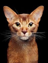 Abyssinian