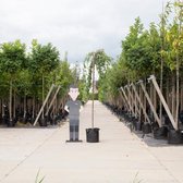 Bomenbezorgd.nl - Japanse treur sierkers - 220 cm stamhoogte (6-10 cm stamomtrek) - ''Prunus serrulata ‘Kiku-shidare-zakura''