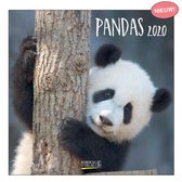 Calendrier 2020 Pandas (30 x 30)