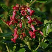 Escallonia 'Rubra Crimson Spire' - Escallonia - 40-50 cm in pot: Struik met glanzend groen blad en rode bloemen in de zomer.