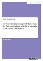 Ein Überblick über das zentrale Sehsystem. Die Reizweiterleitung und die strukturelle Verarbeitung von Signalen