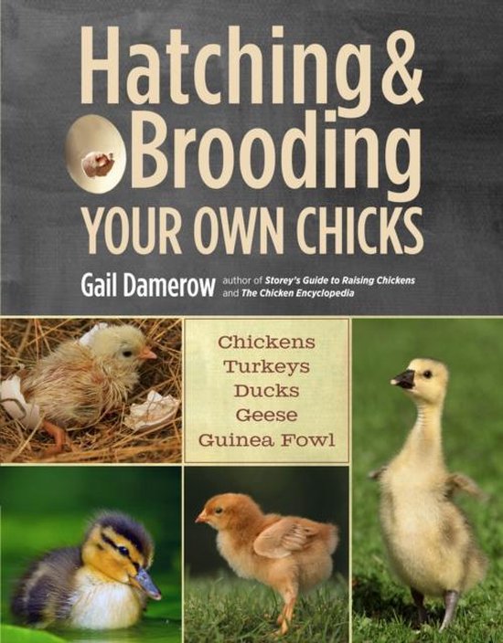 Hatching And Brooding Your Own Chicks - cover