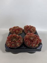Sempervivum rode spin (rotsplanten) 4 stuks