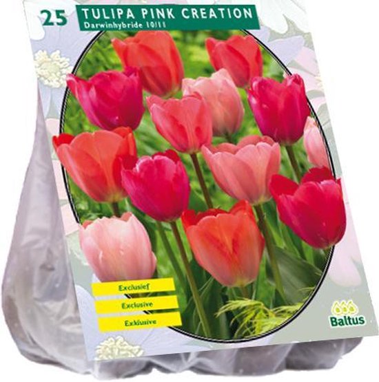 Lot de 40 bulbes de tulipes exclusives