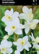 50 x Narcis Silver Chimes