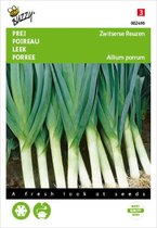 Buzzy zaden - Prei Zwitserse Reuzen - Allium porrum