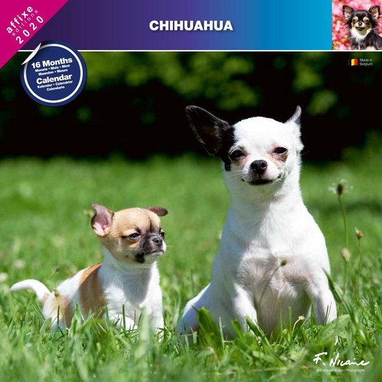 Chihuahua Kalender 2023