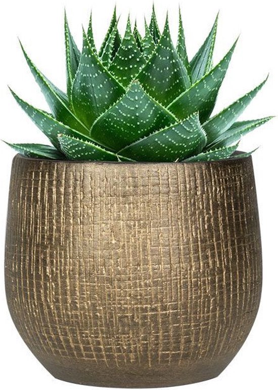 Een kleine, gouden pot met reliëf, met een groene aloë vera vetplant.