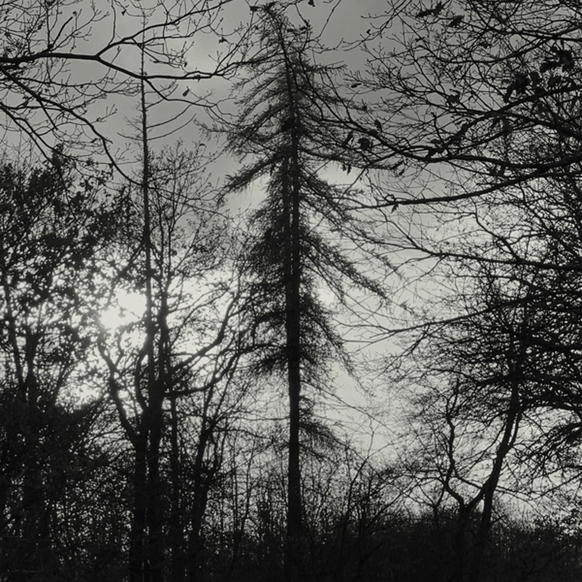 Curse All Kings - Feral Earth (LP) (Limited Edition) (Coloured Vinyl)