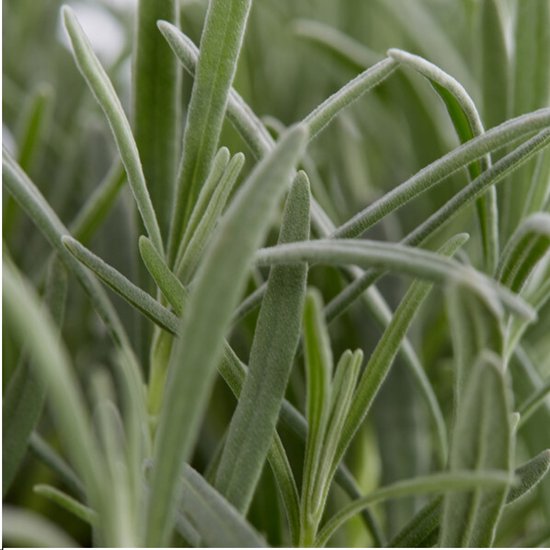 Lavande, 1x6 Pièces, Couleur Violet, Arbuste, Arbuste, Méditerranéen, 6 pack Lavande angustifolia - 6 x Ø7 cm - 15 cm