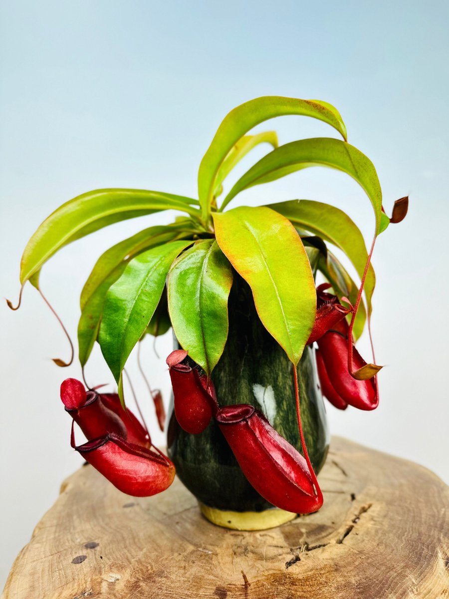 Bekerplant "Nepenthes Bloody Mary" incl. plantenpot Keesje 'pine green" | Complete set (worden samen geleverd) | Plaats bij aankomst jouw vleesetende plant in de pot en geniet meteen