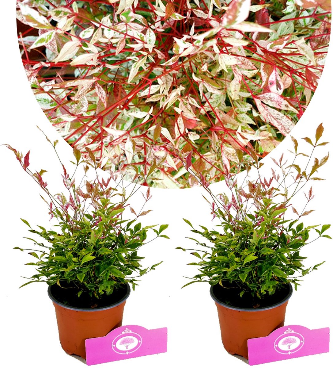 Set van 2 hemelse bamboe - Nandina domestica 'twilight' - Hoogte 30cm - 12cm pot