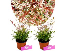 Set van 2 hemelse bamboe - Nandina domestica 'twilight' - Hoogte 30cm - 12cm pot