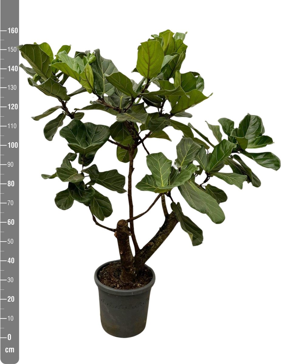Ficus Lyrata Bonsai struik - 160cm