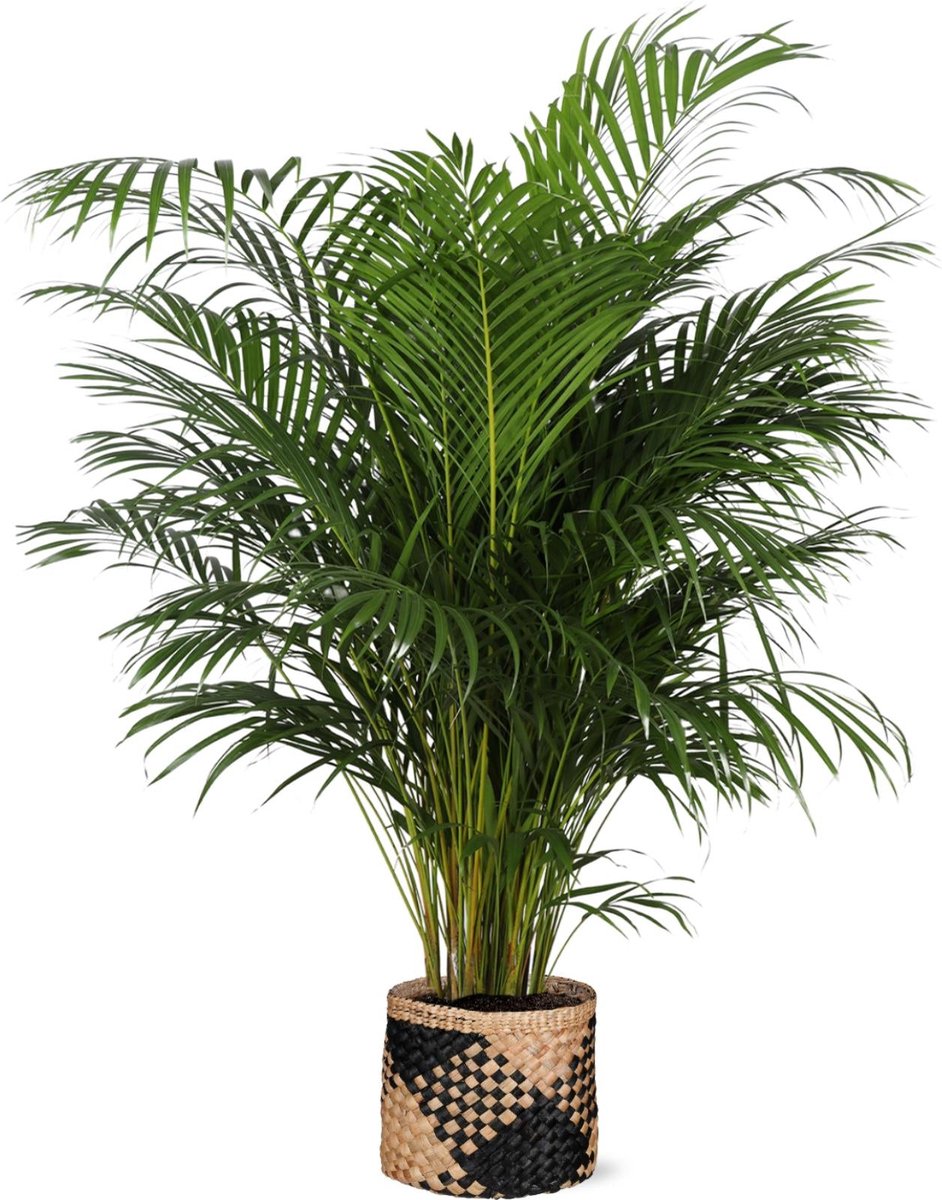 Dypsis Lutescens (Areca Palm) Ø27cm 160cm in Albury BLACK print mand