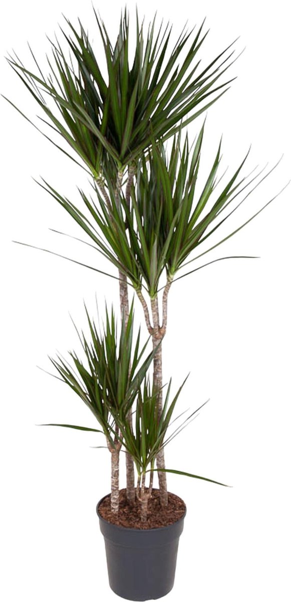Dracaena Marginata - 160 cm - ø27