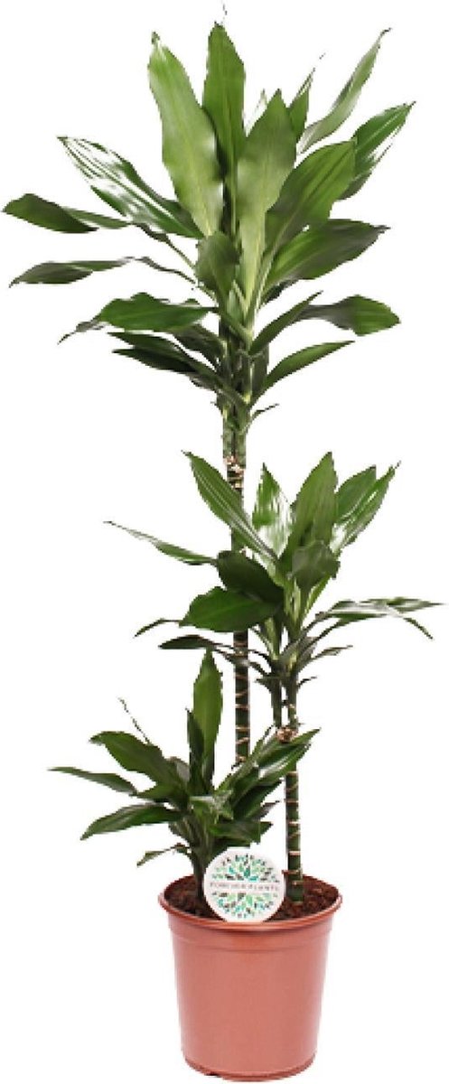 Green Harmony - Dracaena Janet Lind - Ø24cm - 130cm