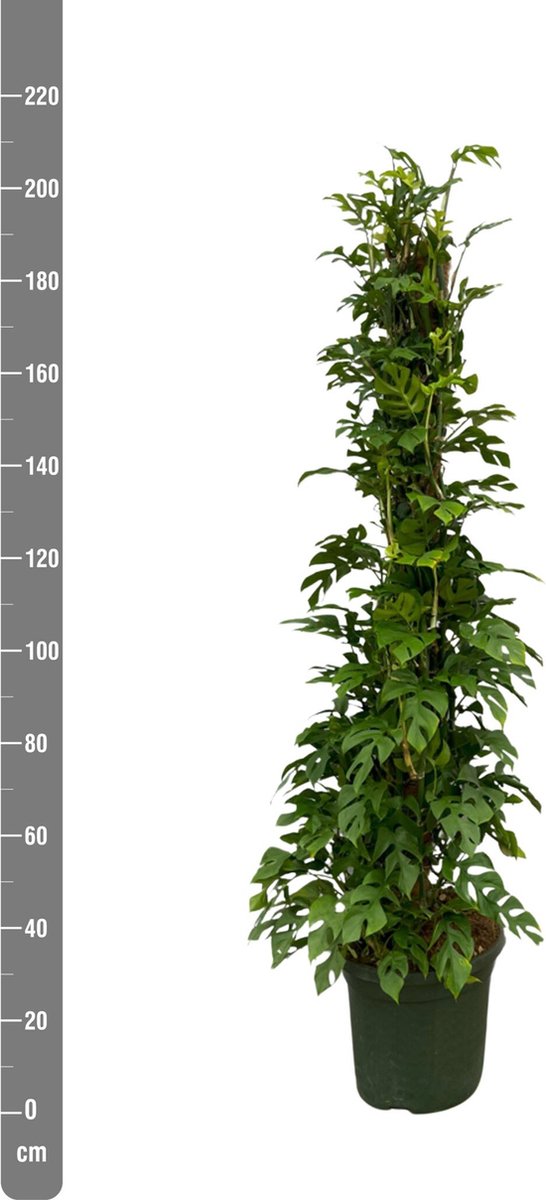 Monstera Minima - 30cm