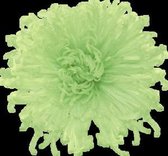 DutchFlowers - Boeket - 3x Dp preserved chrysant anastasia mint green