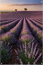 Affiche de jardin Lavande - Affiche de jardin Fleurs - Affiche de jardin Arbre - Peinture de jardin extérieur - Peinture de clôture extérieure - Décoration de jardin décoration murale affiche de jardin 50x75 cm