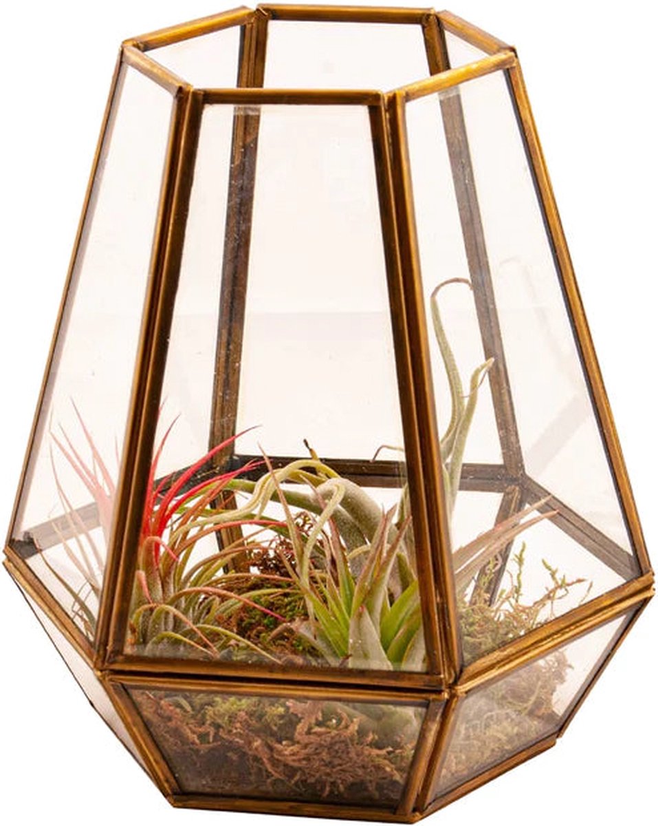 WinQ - Glas Terrarium met Gouden afwerking 18x12cm - voor cactus of tillandsia