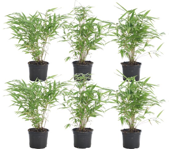 Zes kleine groene bamboeplanten in zwarte potten, op een witte achtergrond.