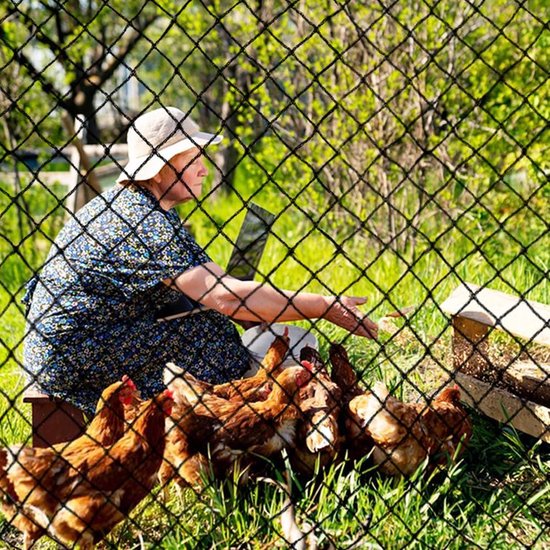 Filet de protection contre les oiseaux au meilleur prix | Leroy Merlin Filet de protection contre les oiseaux au meilleur prix | Leroy Merlin