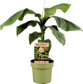 Plant in a Box - Musa Basjoo - Winterharde bananenplanten - Tuinbanaan - Pot 21cm - Hoogte 55-70cm