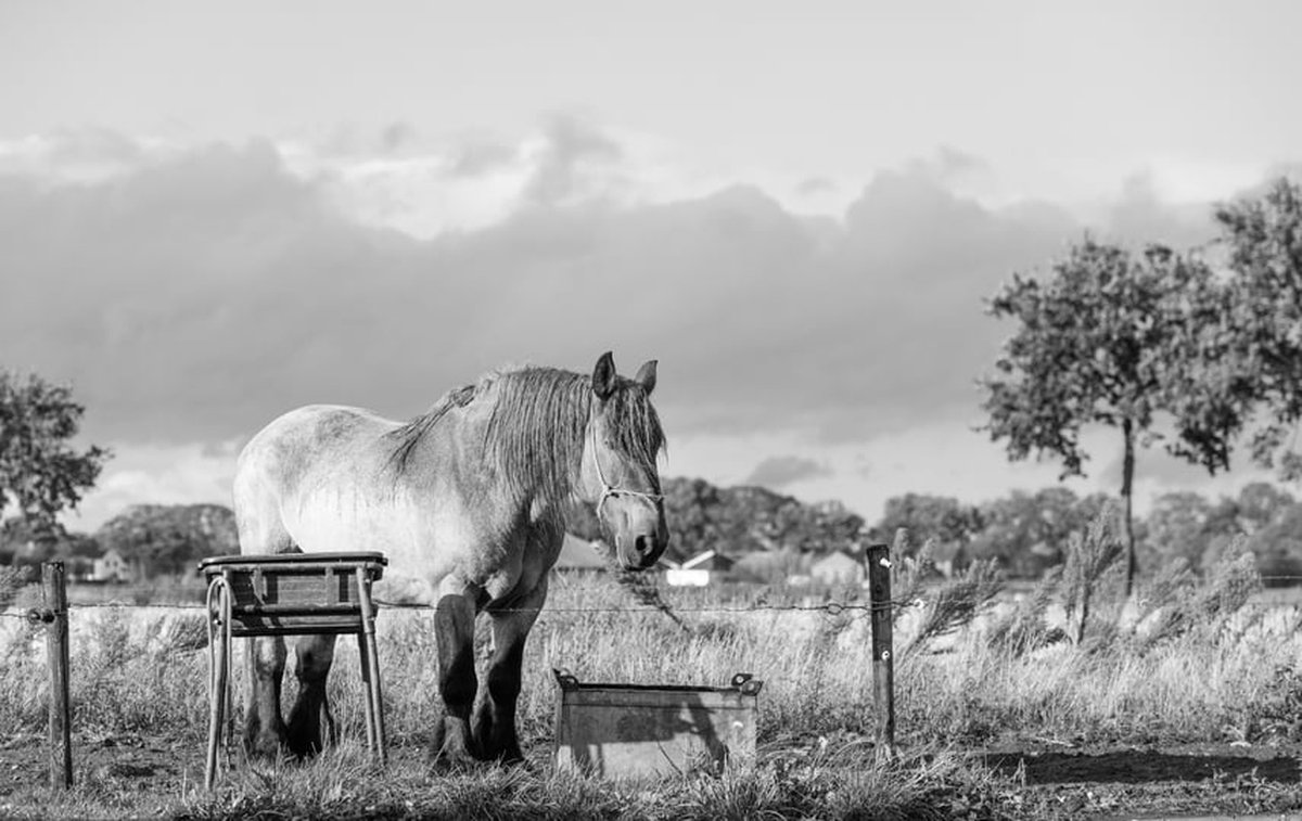 Trekpaarden TW8 - Foto - Ton van der Weerden - Fine Art Print op fotokwaliteit papier - 40 x 50 cm