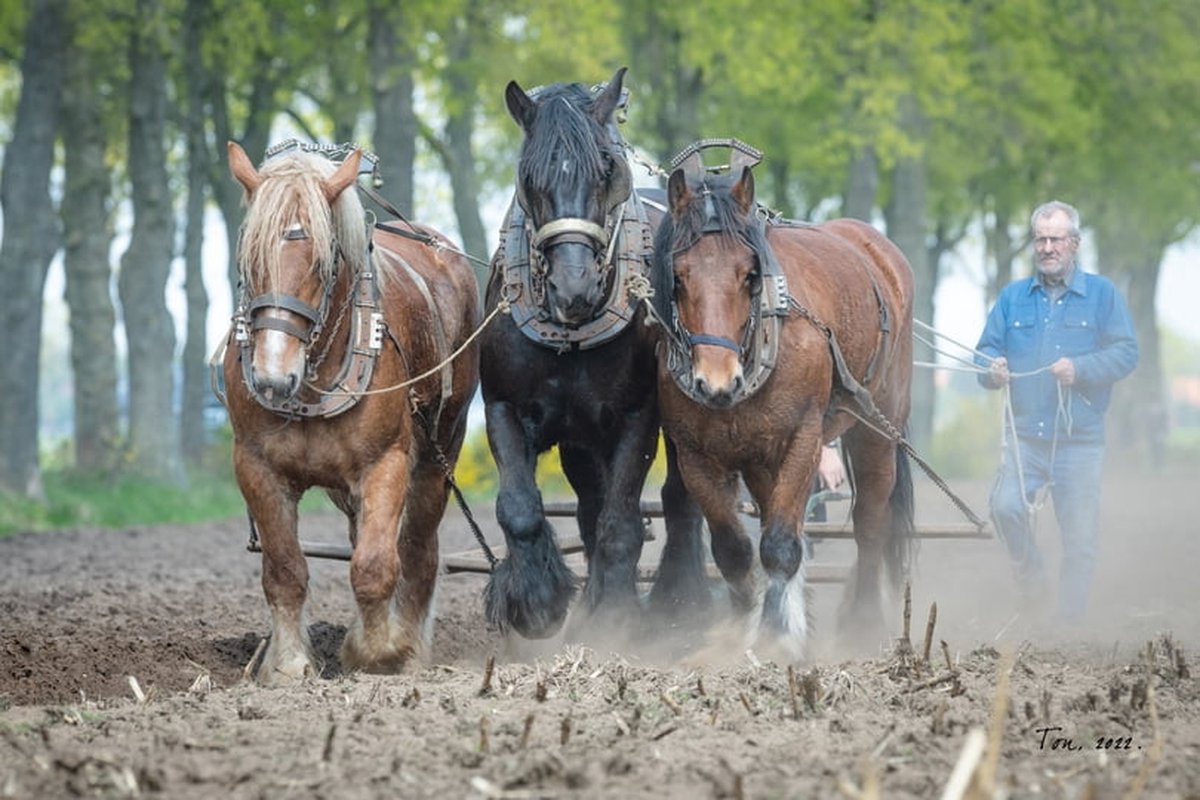 Trekpaarden TW21 - Poster - Ton van der Weerden - 40 x 60 cm