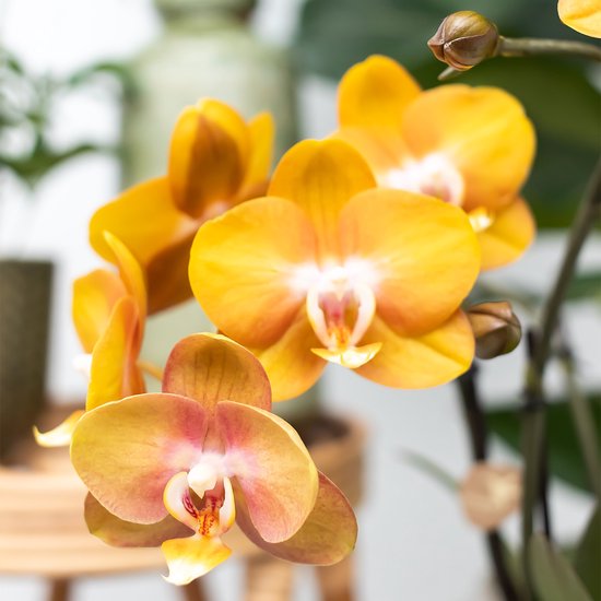 Kolibri Orchids | Rosa Phalaenopsis-Orchidee - Trev Produktbild-Vorschau 4