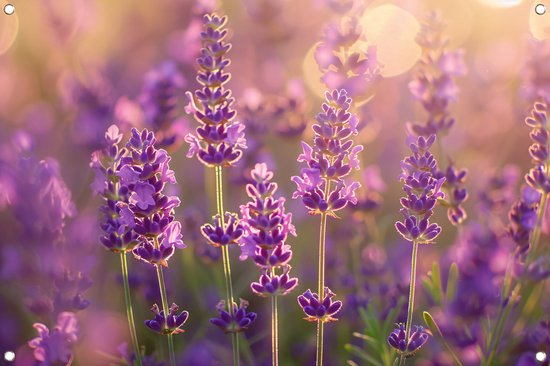 Lavendel poster - Bloemen tuinposter - Tuinposter Zonsondergang - Tuin - Poster tuin - Tuindecoratie tuinposter 120x80 cm
