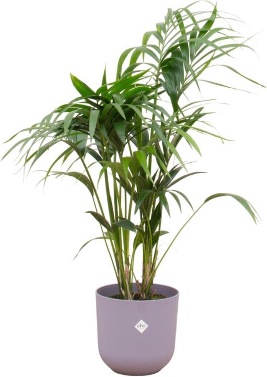 Combi deal - Kentia palm inclusief elho Jazz Round lila Ø26 - 130 cm