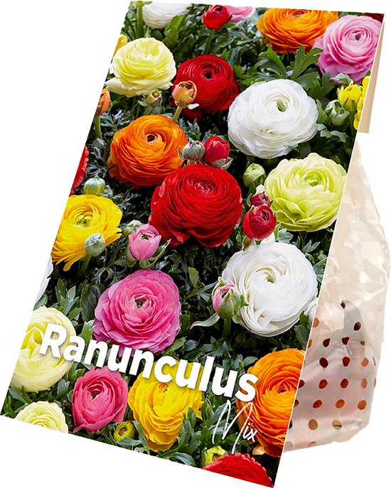 Bloomique - Mix van 50 - Ranunculus - Ranonkel - Boterbloem - Mix van Kleuren - Bloembollen - Voorjaarsbloeiend - Meerjarige Planten - Groeit tot 30-40 cm