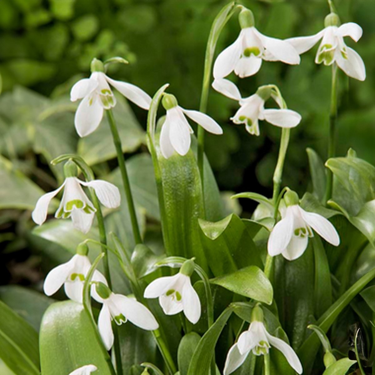 Bloomique - Mix van 25 - Galanthus Woronowii - Sneeuwklokjes - Wit - Bloembollen - Voorjaarsbloeiend - Meerjarige Planten - Groeit tot 10-15 cm