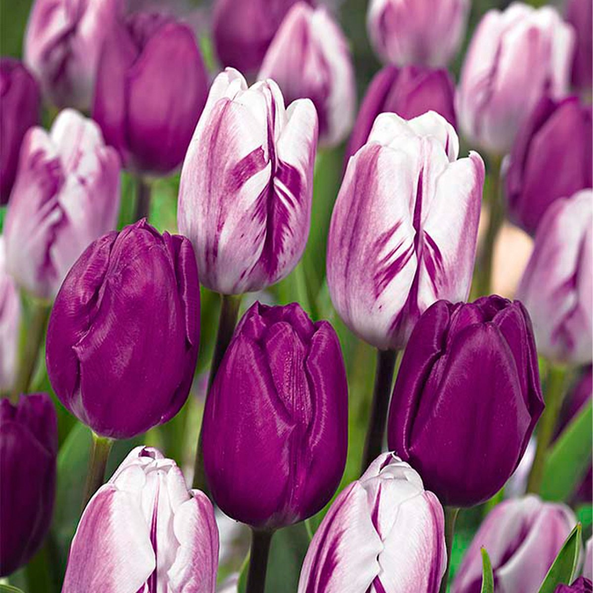 Bloomique - Mix van 20 - Tulipa Purple Mix - Paarse Mix - Tulpenbollen - Bloembollen - Voorjaarsbloeiend - Meerjarige Planten - Groeit tot 30-35 cm
