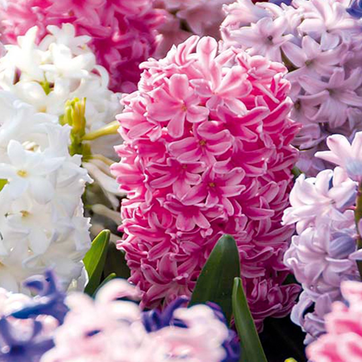 Bloomique - Mix van 10 - Hyacinthus - Hyacint - Mix van Kleuren - Bloembollen - Voorjaarsbloeiend - Meerjarige Planten - Groeit tot 20-25 cm
