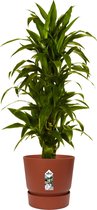 Hellogreen Kamerplant - Dracaena Drakenbloedboom Janet Craig - ↕ 120 cm - Elho Greenville bruin