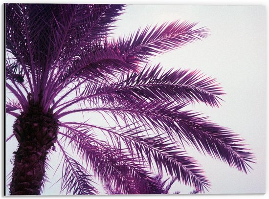 Dibond - Paarse Palmboom op Witte Achtergrond  - 40x30cm Foto op Aluminium (Met Ophangsysteem)