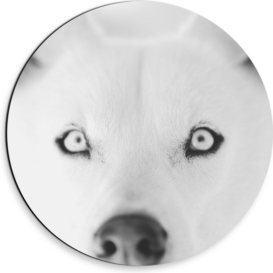 Dibond Wandcirkel - Hoofd van Witte Husky - Foto op Aluminium Wandcirkel (met ophangsysteem)