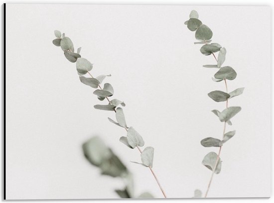Dibond - Takje met Blaadjes op Witte Achtergrond  - 40x30cm Foto op Aluminium (Wanddecoratie van metaal)
