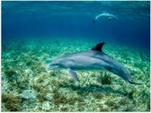 Poster – Dolfijn onder het Water - 40x30cm Foto op Posterpapier