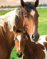GBeye Horses Mare and Foal Poster 40x50cm