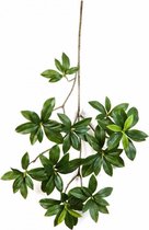 Tradescantia Albiflora Nanouk | Vaderplant